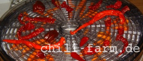 Chili trocknen auf Drrgert 2004