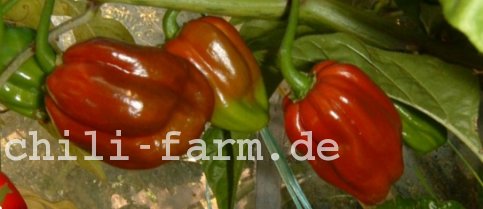 chocolate Habanero Chili 2004