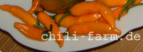 Criolla Sella Chili 2004