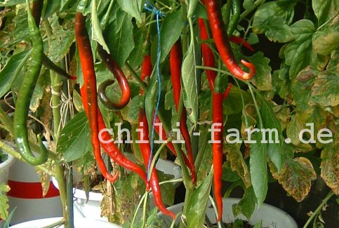 Joes Long Chili 2004