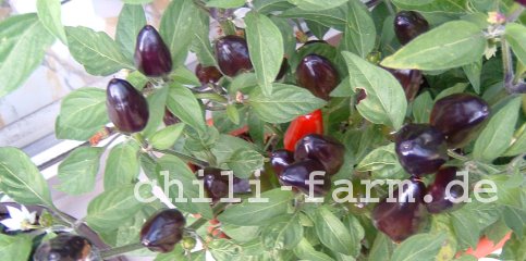 unbekannte Chili 2004