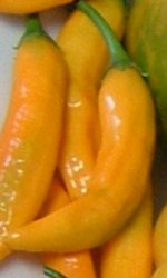 Chili Criolla Sella - Capsicum baccatum