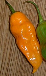 Chili Fatali gelb - Capsicum chinense