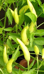 Chili Nepali Orange - Capsicum frutescens