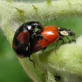 Marienkfer Ntzling auf Chilli