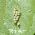Marienkfer-Eier - Blattlaus-Killer Nachwuchs