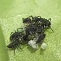 Marienkäferlarven - frisch geschlüpft