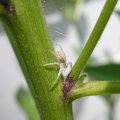 Spinne auf Chilipflanze