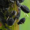schwarze Blattlaus-Kolonie auf Chilli