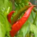 Burning Bush