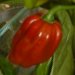 chocolate Habanero