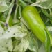 Fishpepper