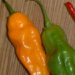 gelbe Habanero